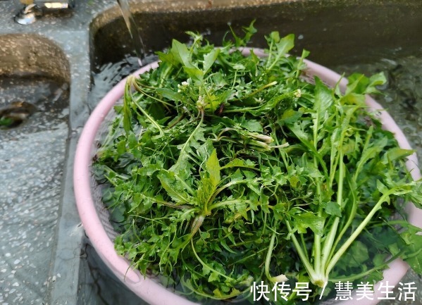 小根|65种野菜图片，带你认识不同的野菜和吃法，你想要的野菜这里都有