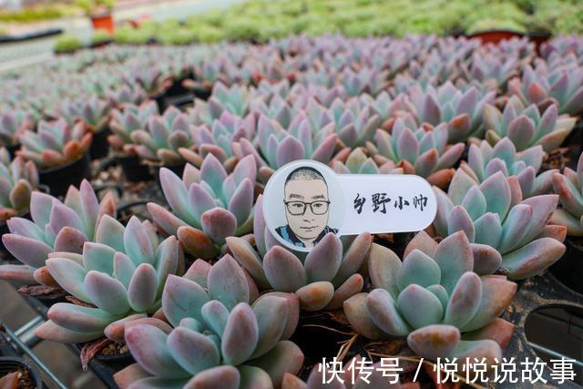 多肉植物|多肉叶片干瘪，不一定是缺水，听小帅怎么说