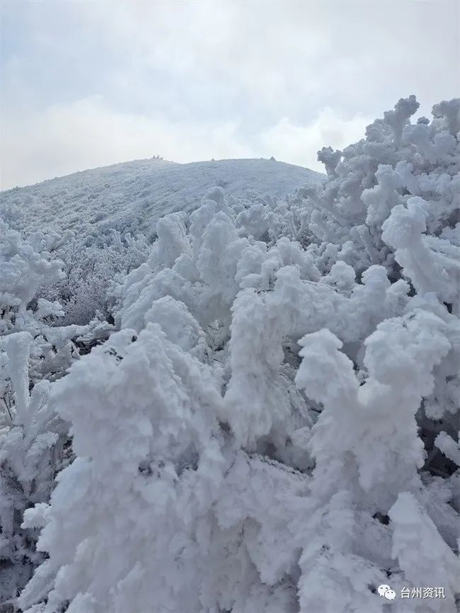 美景|天台大雷山雾凇美景玉树琼枝晶莹剔透令人神往！