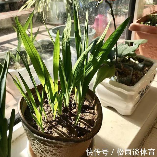 叶片|冬天养盆“香水花”，比大蒜还好养，十个颜色轮流开，满屋香水味