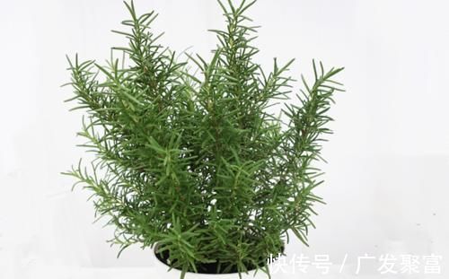 养人|这五种花摆放在家里，娇艳高贵又芬香，净化杀菌还养人