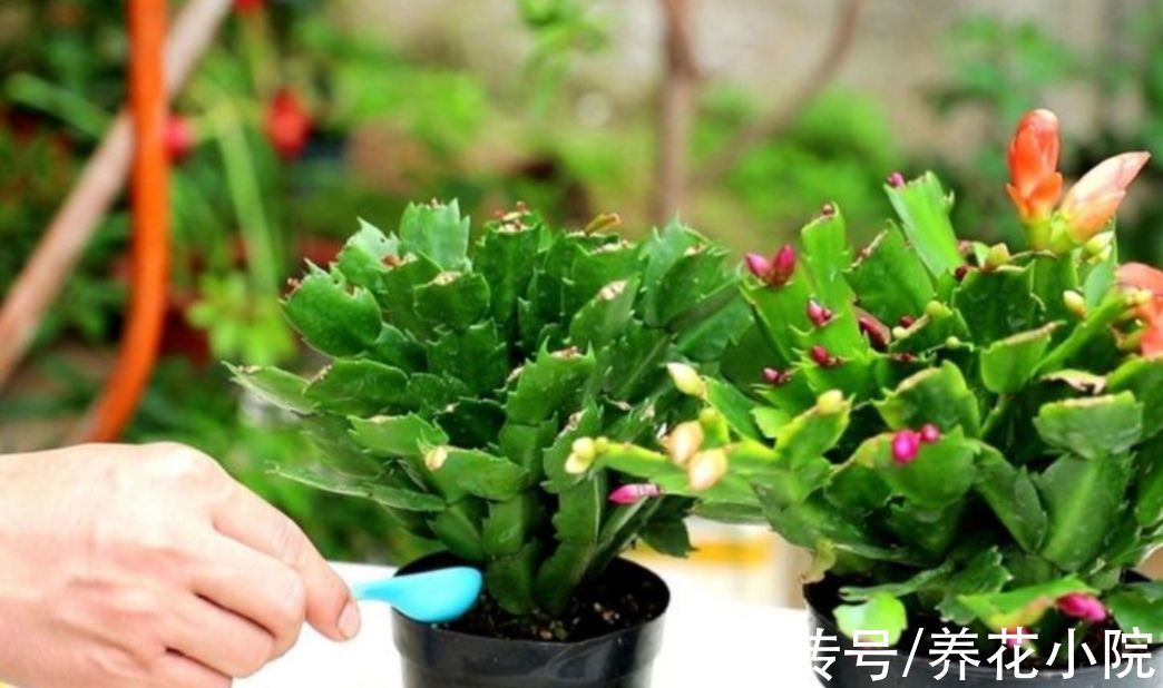 家里养3种花,冬天别停肥,让它早开花