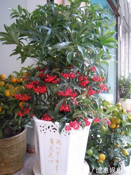 植物|1种花，人称“黄金万两”，客厅养1盆，吉祥好运来，我就养了