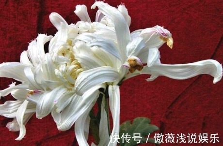 粉银狮子|新手养花，不如养盆花中精品“粉银狮子”，似雪白狮舞，霸气威武