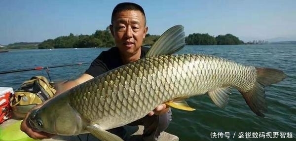 很多钓友都不信,用此方法钓草鱼能爆护,实践才是真理