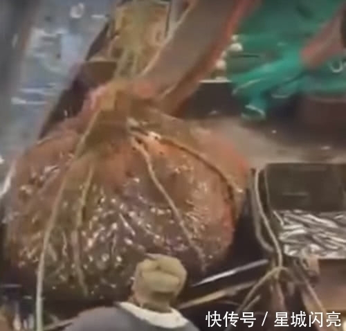 海狮|渔民误以为是大丰收,松开渔网之后,大家都表示要跳船