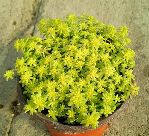 多肉总是长不好？试试这几种，皮实又好养，一盆变多盆