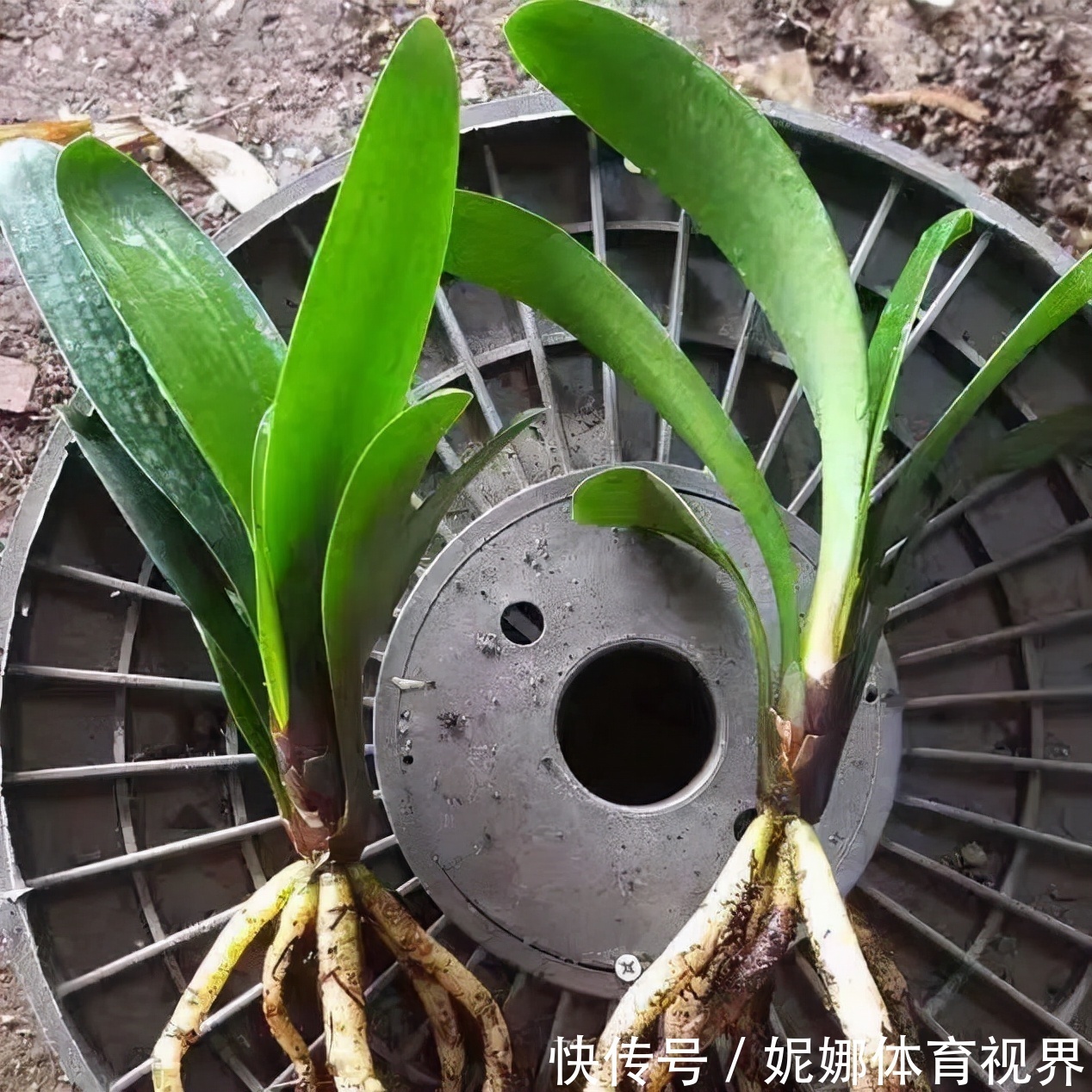 李大姐养君子兰,年年开大花,有吉祥好兆头,原来是她做对5件事