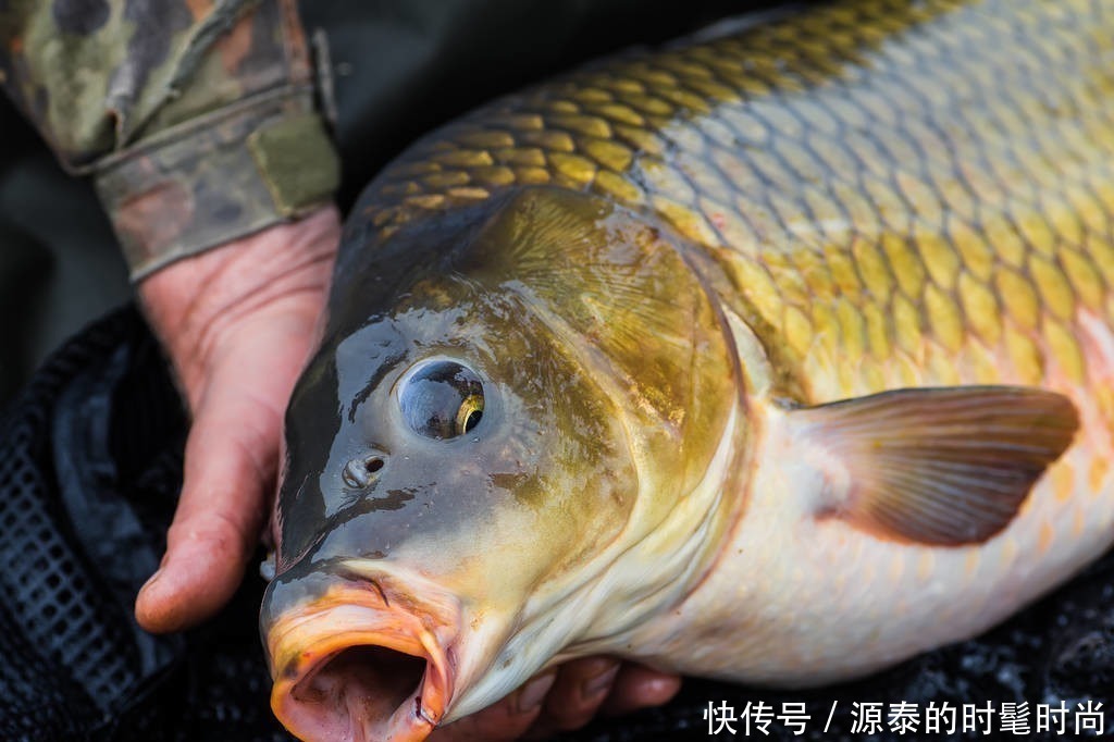 蚯蚓|告诉你一个秘密，秋天唯独这调钓方式最正确，大鲫鱼接二连三的上