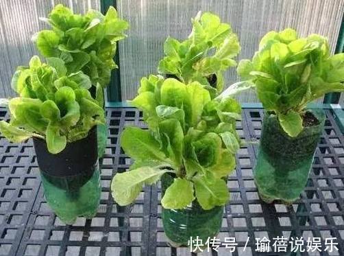 盆栽|牛人用两千塑料瓶盆栽蔬菜,一年四季吃不完,挨家挨户送邻居!