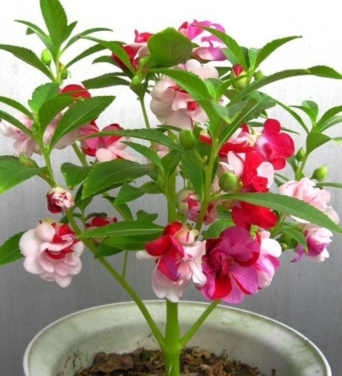 5种漂亮花,好养易活,花开不断,枝头窜满花苞,美