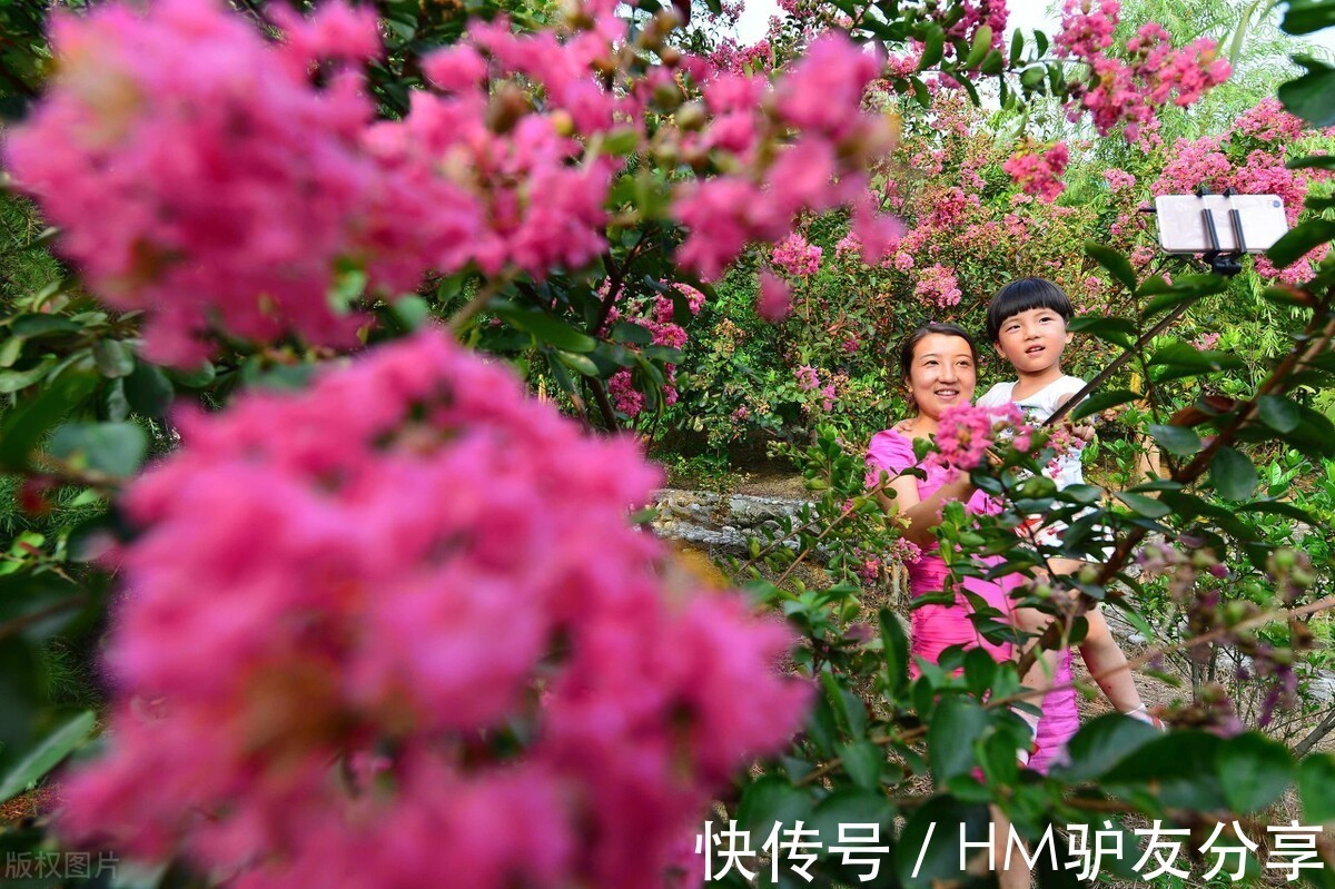 鸡冠花|5种“秋天”的花，赏花正当时，错过等一年