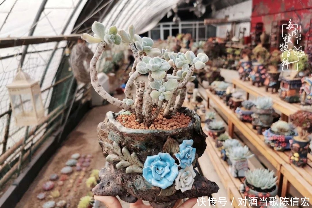 多肉桃花源:别人笑我太疯癫,我笑他人看不穿!