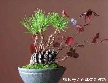 免费捡来的“松塔”，有3个“大作用”，养花肥效足，还能变盆景！