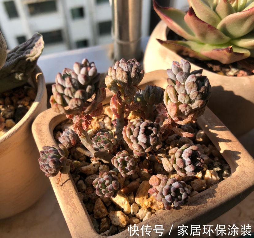 女儿痴迷养多肉，宁肯花高价，也要寄养多肉，我该阻止吗