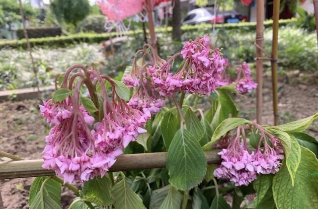 黄叶|夏天有12种花“晒不得”，见了“强光”就黄叶，挪个地方长得好