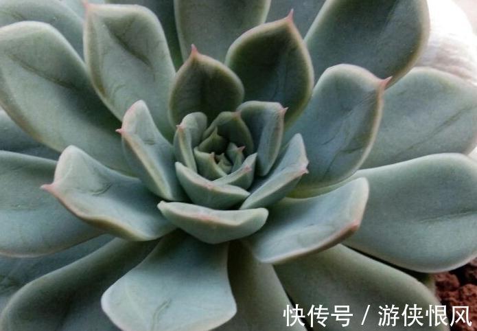 多肉僵苗具体原因是什么