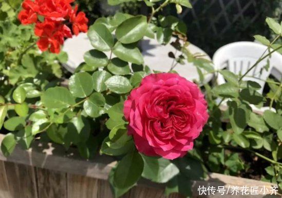 光合作用|月季叶片夏季掉光成“光杆”，不用着急，用这“四招”拯救它