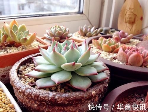 养多肉有3个阶段,幼苗期、生长期、老桩期,每个阶段方法都不同