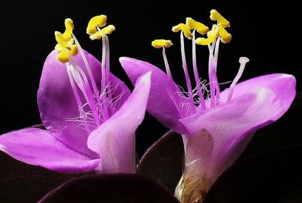 此款花草适合新手养殖，花姿妖娆，四季繁花似锦，美