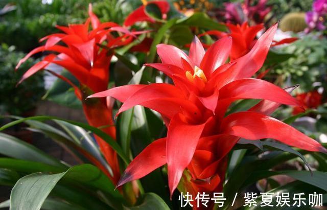 “年味十足”的10种花,家里至少摆1盆,寓意吉祥,还特有面儿!