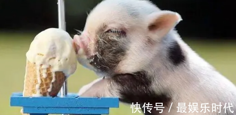 运动员|动物界的运动奇才,谁是真的速度王者?谁又是耐力王者?