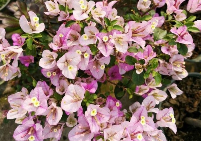 给三角梅修剪,做好“2点”,快速萌芽,花开满枝,还能插杆哦