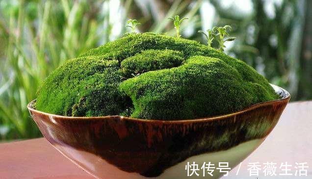 路边挖来的青苔，只需2个步骤，7天长成微景观，比买来的还漂亮