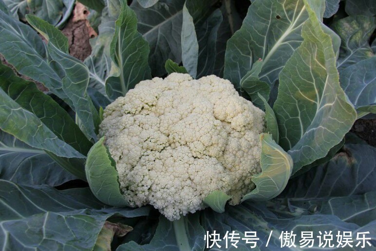 紫苏油|女性不想老太快,常吃此菜,血脂降了,雀斑没了,常食显年轻