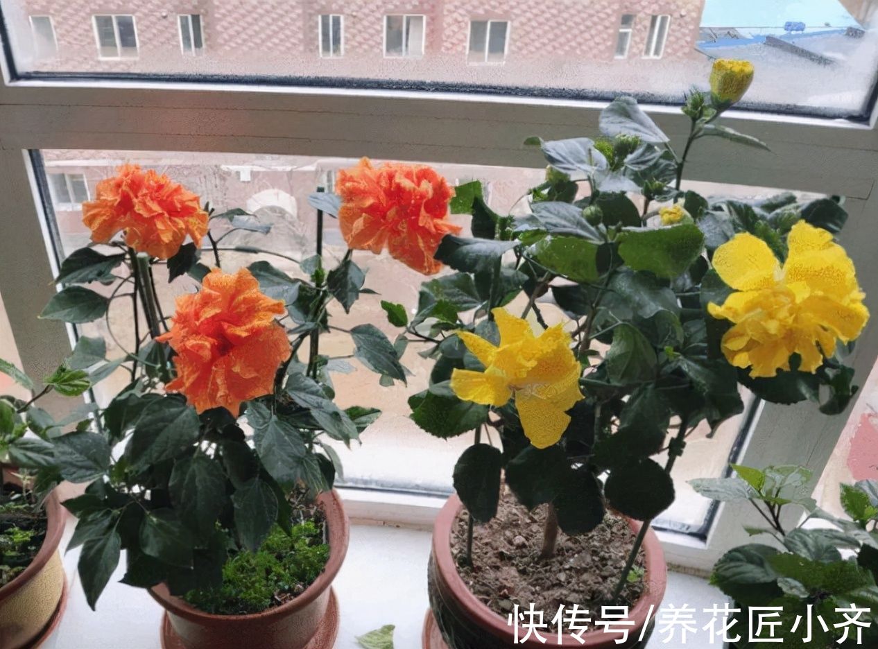 浓度|养花新手浇水，6种属于“夺命水”，别再给花浇了