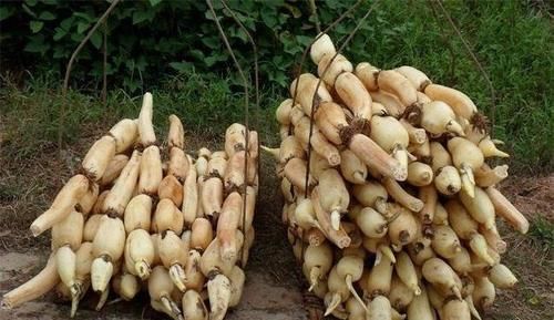 好吃|女性过了40岁，常吃三种食物，补充营养，滋补身体，好吃又不贵