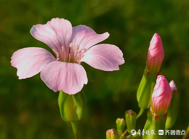 这种长得像瓶子的小花名叫王不留行，你认识吗？|花开齐鲁| 壹粉