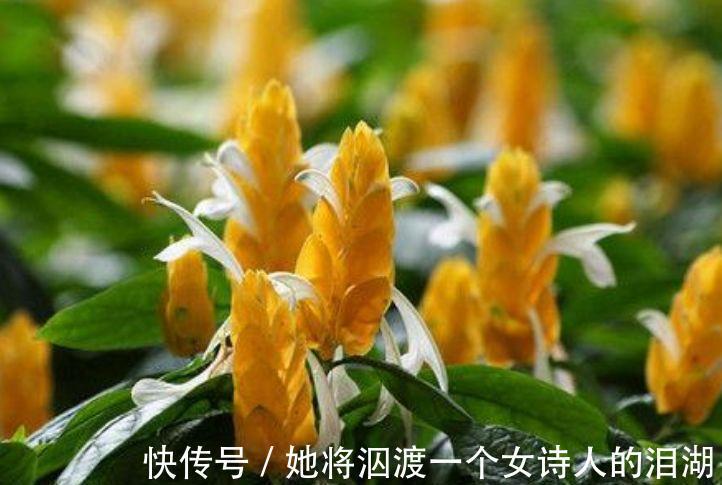 能手|3种花是爆盆“能手”，开起花来“拦”不住，一整年都有好运气！