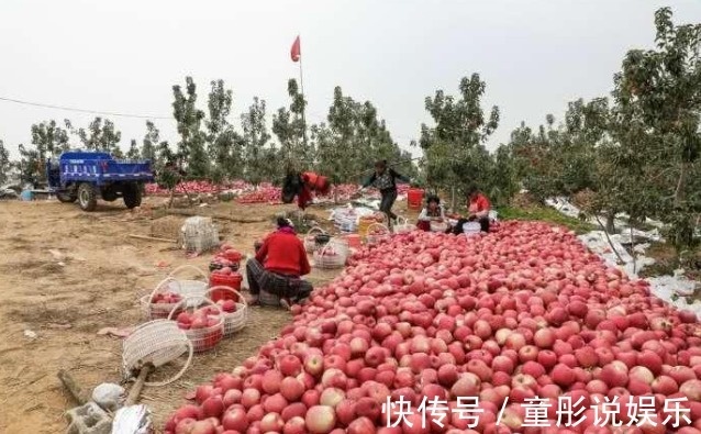 苹果|南方贵到吃不起，北方泛滥不值钱，营养丰富人称“活水”！