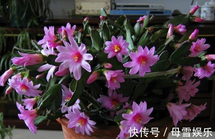 家养1种花,形似蟹爪兰,比令箭荷花都好看,好养易活,清香四溢