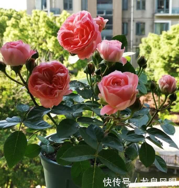 月季小苗怎么养?有2个小方法,顺利养到枝繁叶茂花开满枝