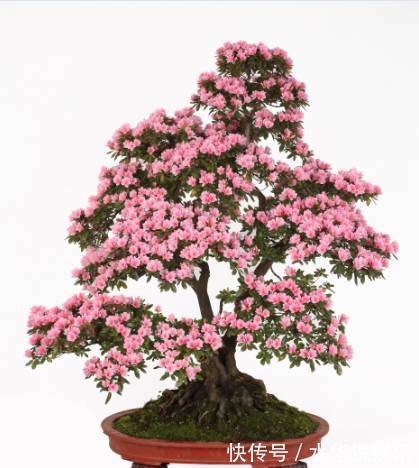 夏季养杜鹃花盆景,只做一件事,来年开花爆盆造型美,好看要行动