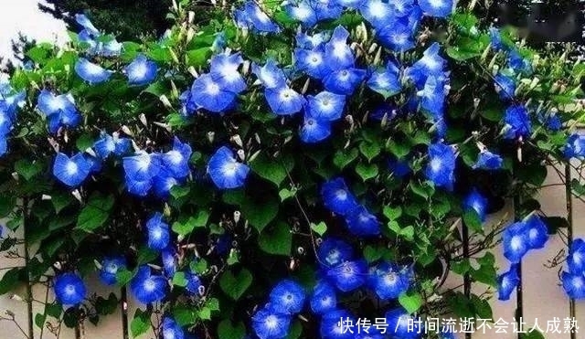 家有小院,一定要做个篱笆墙,美的世间少有!