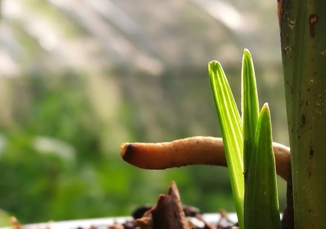 僵苗|兰花僵苗怎么办?最怕这种错误判断,兰友:难怪一直不开花
