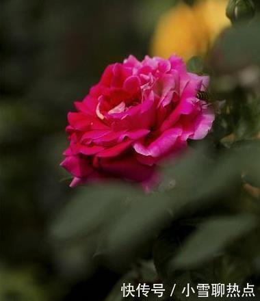 养花别乱养,5种花‘镇宅旺财‘