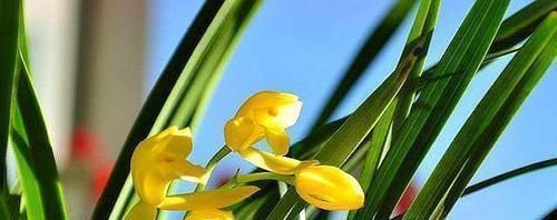 兰花叶片有黑斑,用上一点粉末,让它快恢复,平常使用能预防