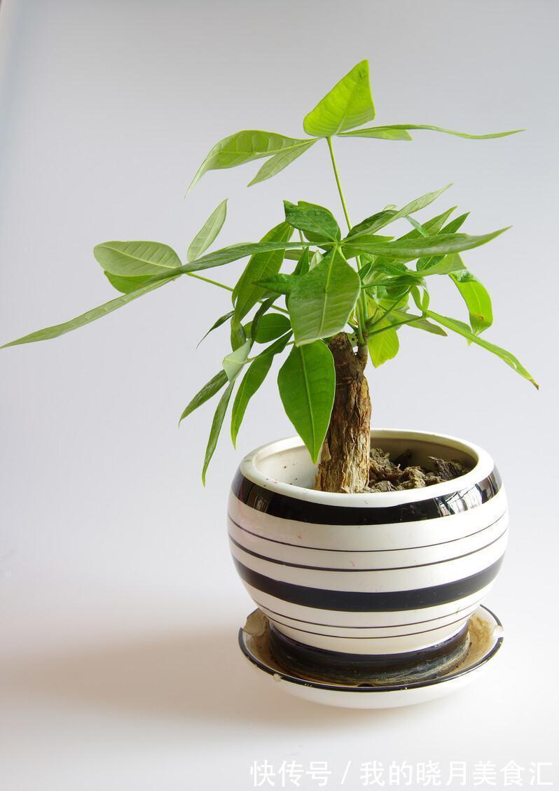 家里养发财树,这3点要注意了,就能猛长叶子,不烂根