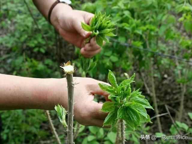 野菜|这树满身刺，嫩叶却成极品野菜，民间俗称“刺拐棒”，一斤30元