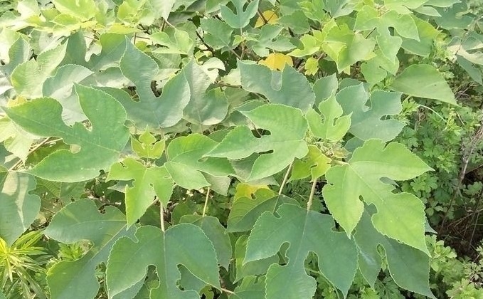 摇钱树|农村的害树,见到就砍,有人把它当“摇钱树”亩入5千