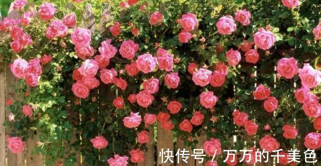 成就感|月季界的新宠,手把手教你制作树状月季,自己动手更有成就感