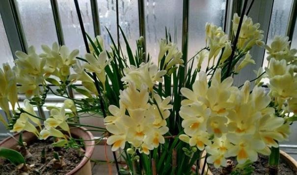 香雪兰|闺蜜到我家,发现一种花,爱上了它,15元买一盆,那叫一个“香”