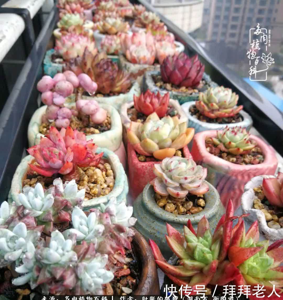 养多肉，我们到底养的是什么？