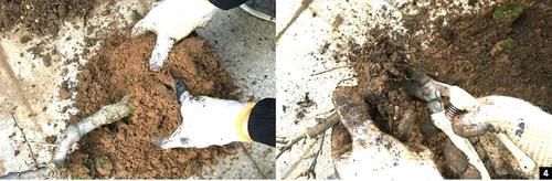 11株苗扎堆，不是柴火，而是一道苍山叠翠山水风光的水旱盆景！