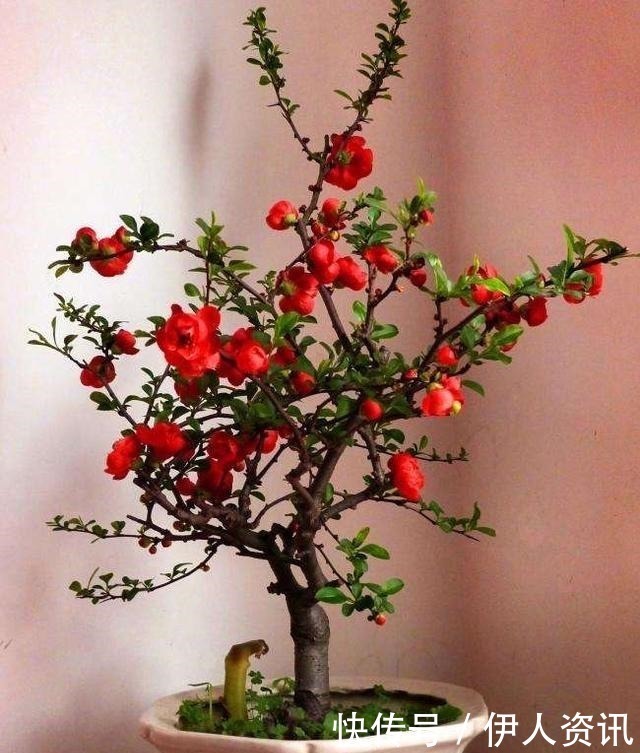 肥沃|一种花叫“木瓜”，耐寒好养，开花漂亮，春季开满枝，比玫瑰美