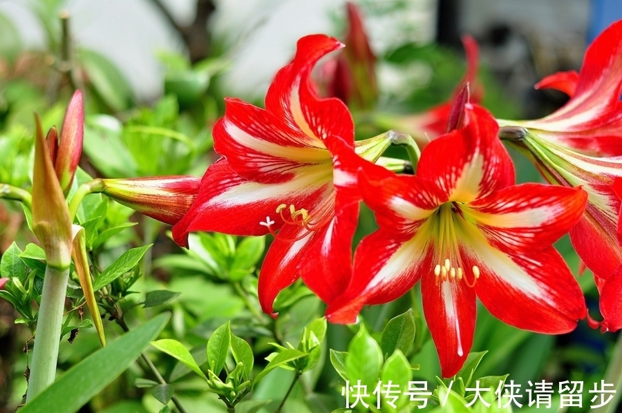 “人养花三年，花养人一生！”家居盆花100种，总有几款你喜欢